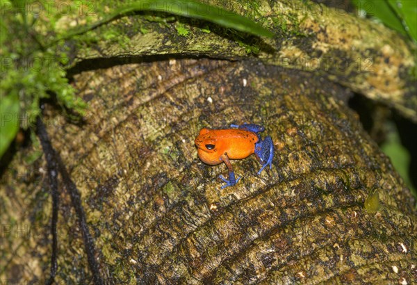 Strawberry poison-dart frog