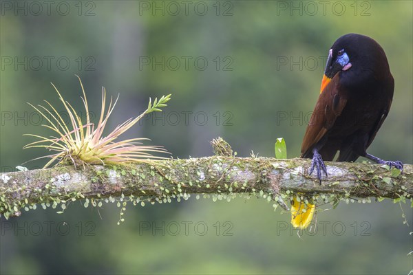 Montezuma oropendola