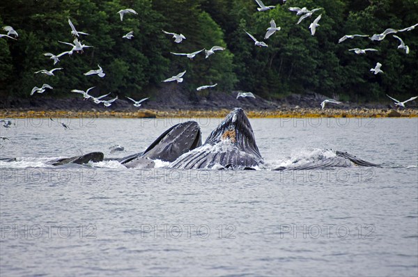 A group of humpback whales hunting