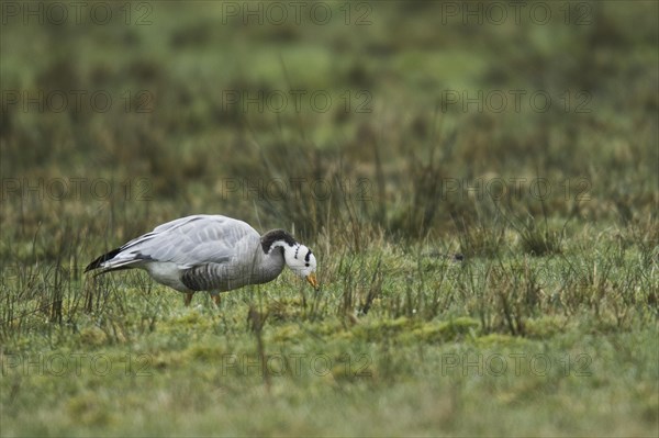 Bar-headed goose