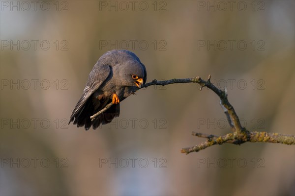 Calling red-footed falcon
