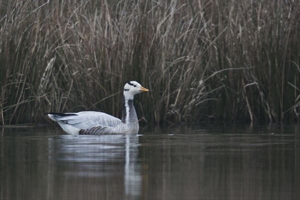 Bar-headed goose