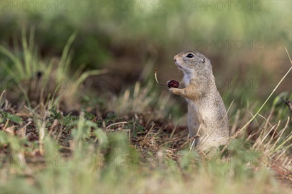 European ground squirrel