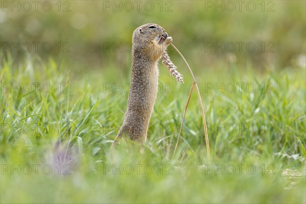 European ground squirrel