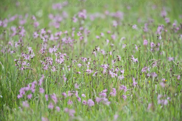 Ragged robins