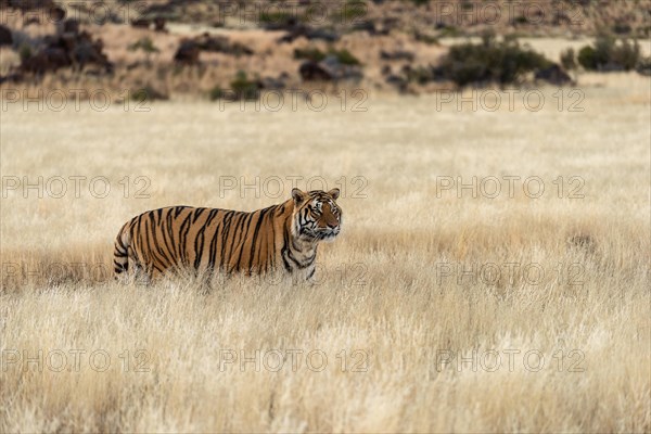 Bengal tiger