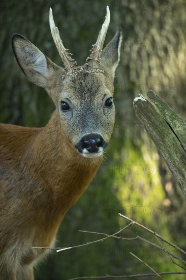 European roe deer