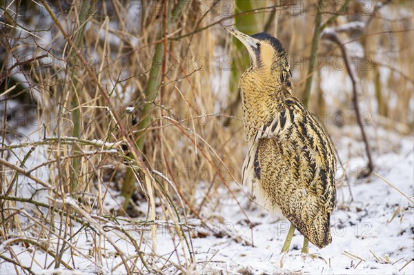 Eurasian bittern