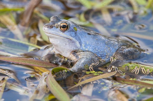 Moor frog