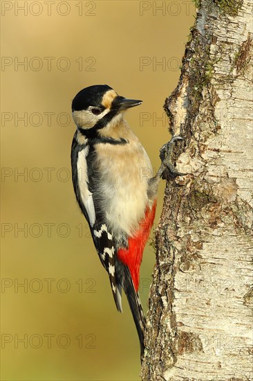 Great spotted woodpecker