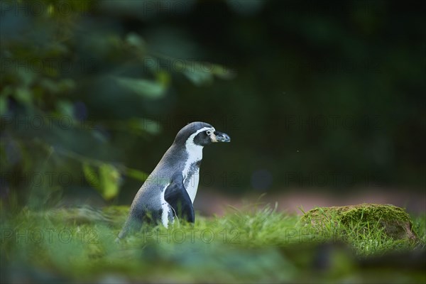 Humboldt penguin