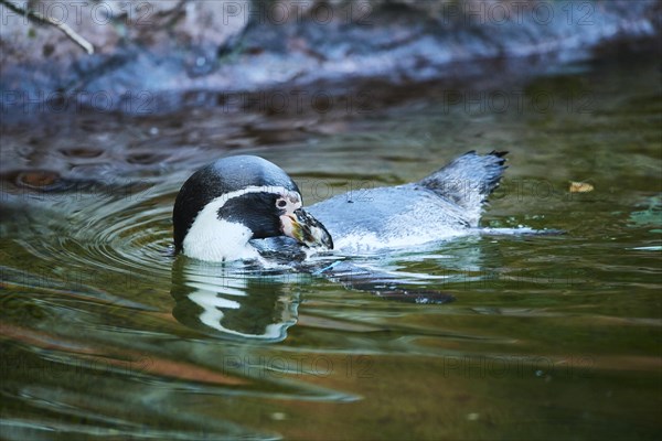 Humboldt penguin