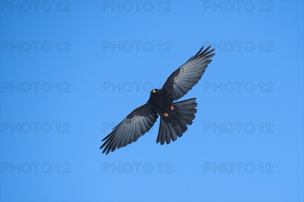 Yellow-billed chough