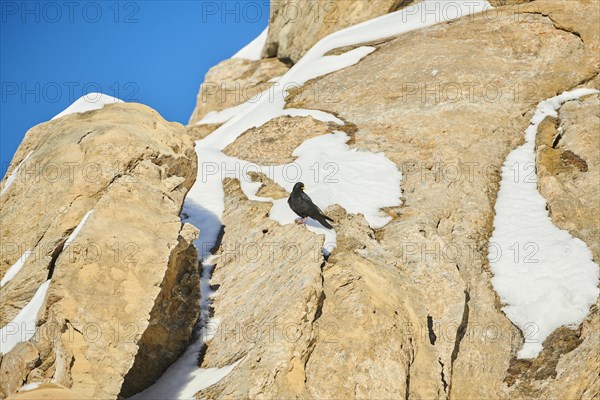 Yellow-billed chough