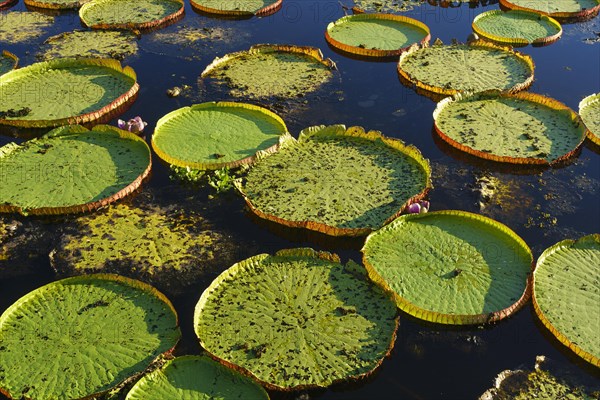 Leaves of the amazon water lily