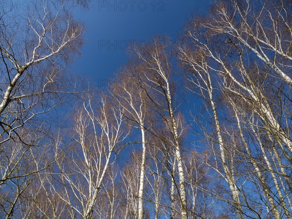 Warty birch