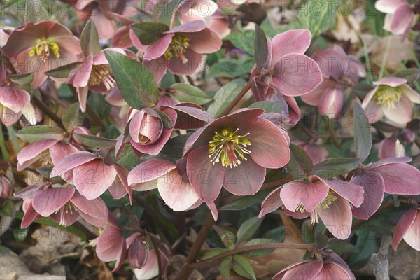 Merlin Lenten rose