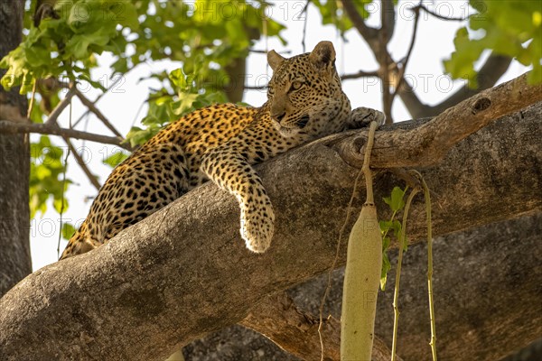 African leopard