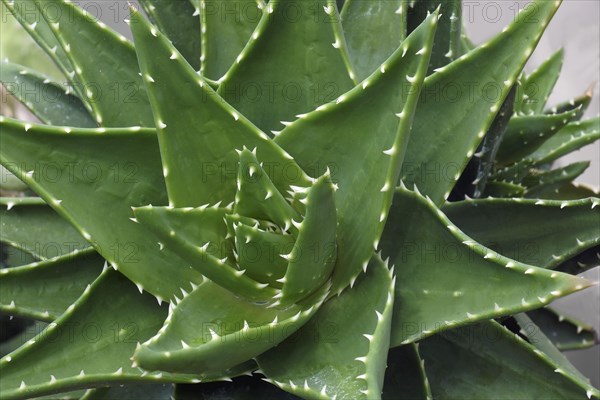 Golden toothed aloe