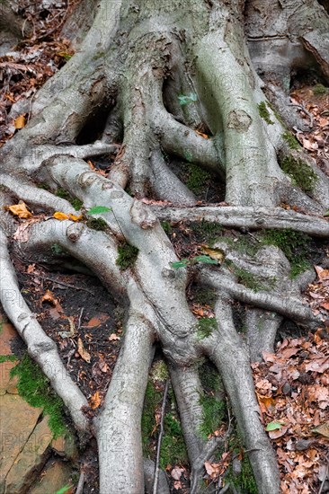 Beech roots reach into the soil