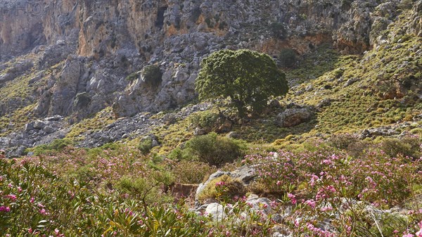 Spring in Crete