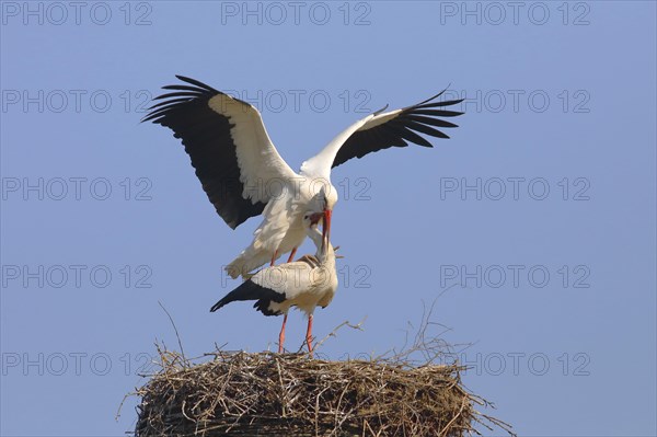 White stork