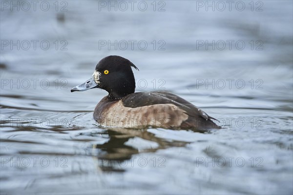 Tufted pochard