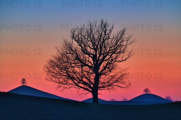 Solitary tree