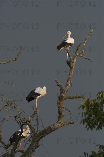 White stork