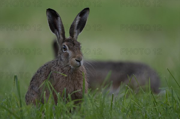 European hare