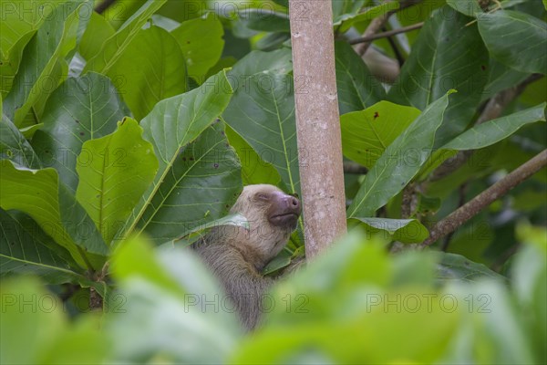 Hoffmann's two-toed sloth