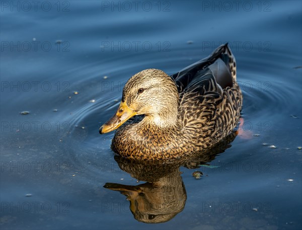 Mallard