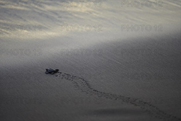 Newly hatched olive ridley sea turtle