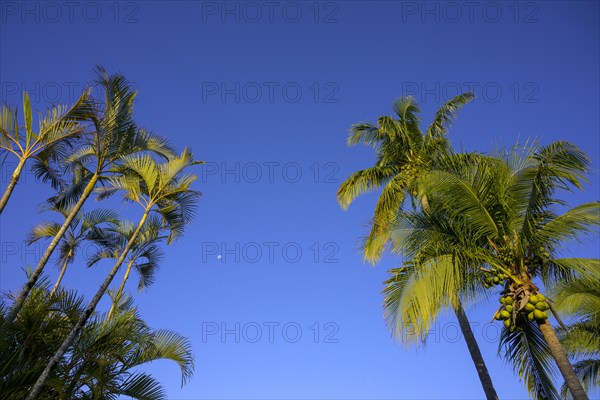 Palm trees against a blue sky