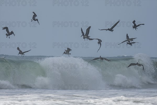 Brown pelicans