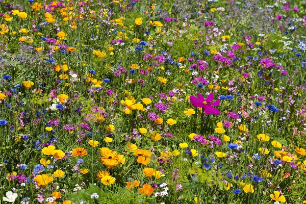 Flower meadow for insects