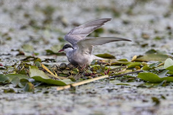 White-bearded Tern