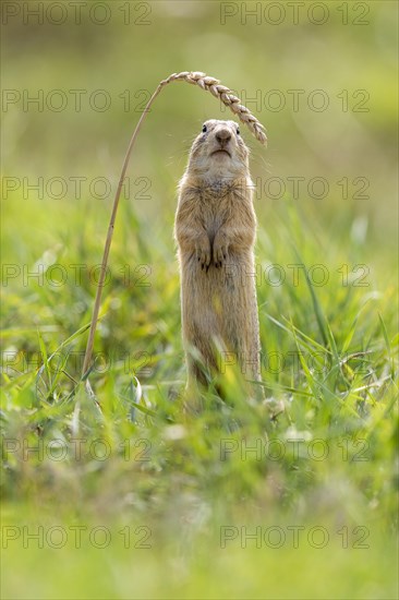 European ground squirrel