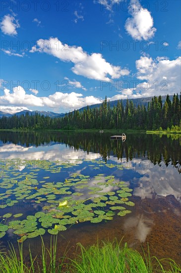 Lake with water lilies
