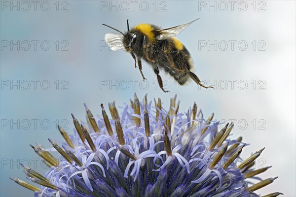 Large earth bumblebee