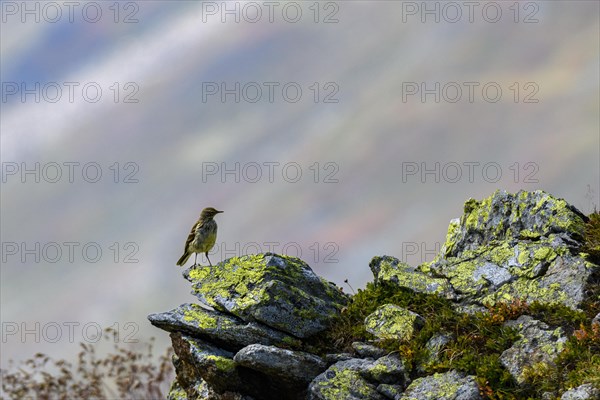 Water pipit