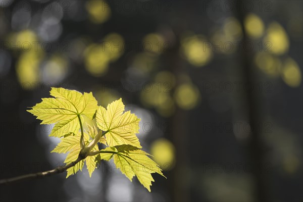 Sycamore maple