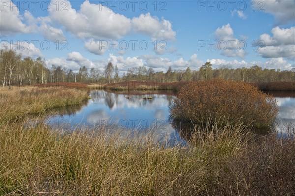 Bog myrtle