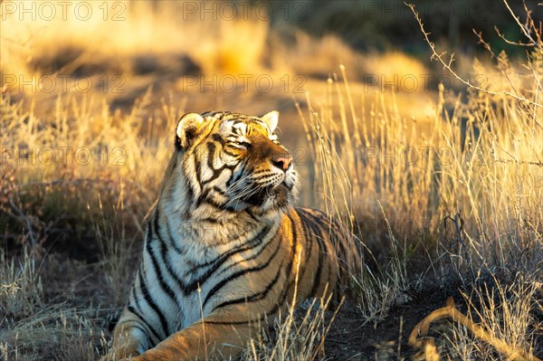 Bengal tiger