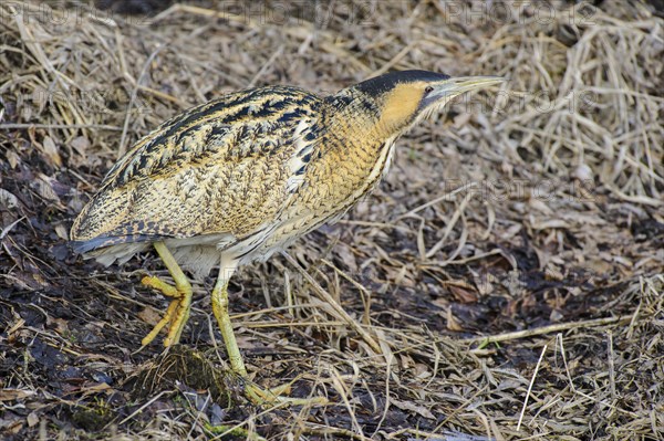 Eurasian bittern