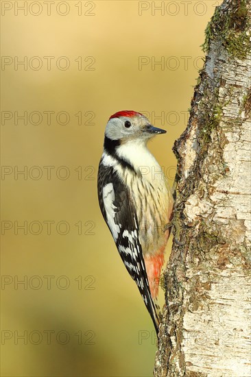 Middle spotted woodpecker