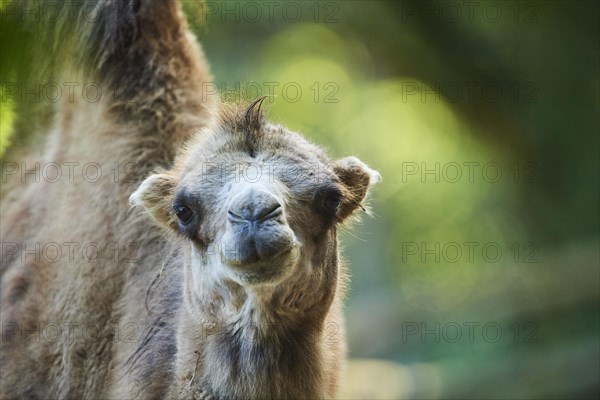 Bactrian camel