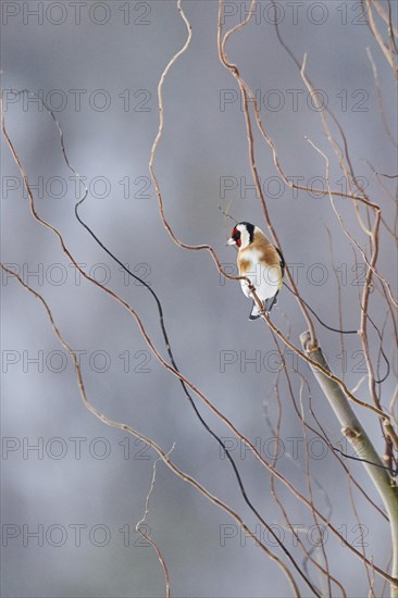 European goldfinch