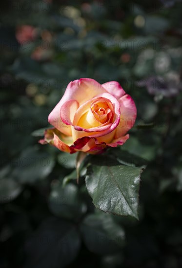Rose