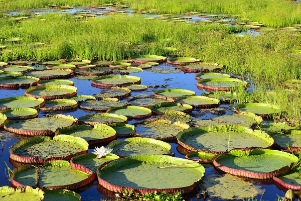 Leaves of the amazon water lily